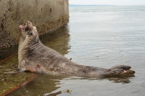 A juvenile from Piedras Blancas, California