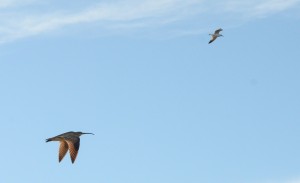 Whimbrel in Flight