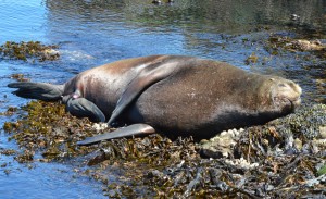 Branded California Sea Lion 1032 en flagrante