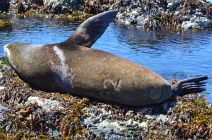 Branded California Sea Lion 1032