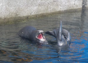 Seal Salutation