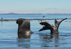 Yoga E-seal