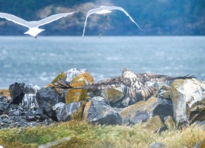 Fecal Bomb on Agressive Juvenile Eagle