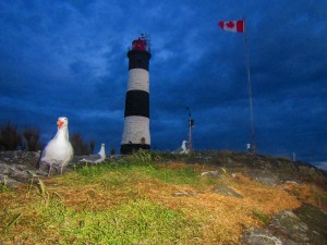 Nesting Gull and Tower