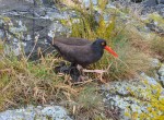 Oyster catcher with 3 chicks