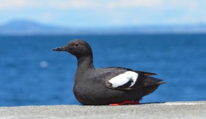 Pigeon Guillemot