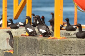 Pigeon Guillemots