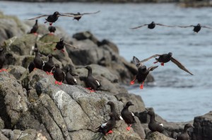 Pigeon Guillemots