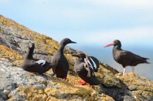 Pigeon Guillemots and Oystercatcher