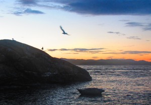 A very buoyant Harbour Seal