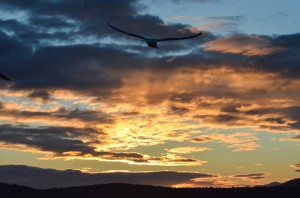 Sunset Gull