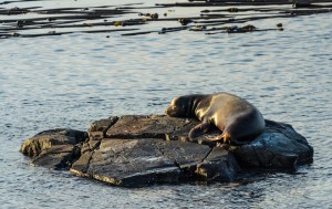 Sea lion near the jetty during sunset