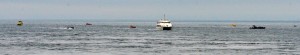 Whale watching vessels to the west of the island