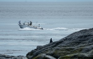 Orcas and boaters on the south side of Great Race Rocks 