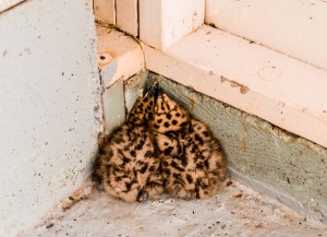 Glaucous-winged gull chicks in the boathouse 