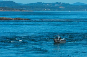 Dive boat in the currents between the Race Rocks and North Race 