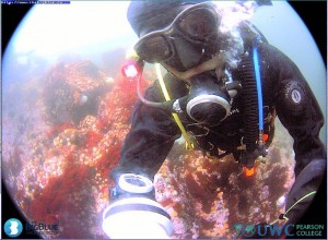 Caught on Underwater Camera 2 by Adam Harding 