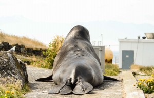 Rear view of Chunk, the day before his departure 