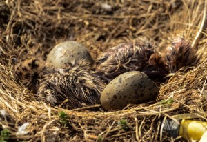 Glaucous-winged gull chicks, newly hatched