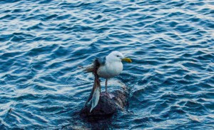 Glaucous-winged-gull