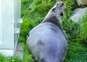 Juvenile female elephant seal 