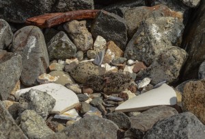 Oystercatcher chicks