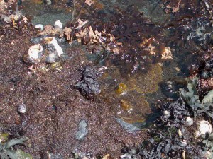 R. pacifica with several rhodophytes in a tide pool