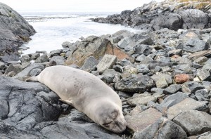 Female seal, August 15 