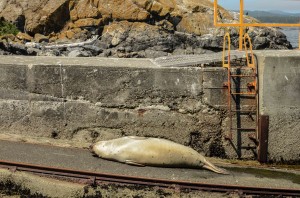 Female elephant seal on the jetty 