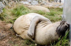 Elephant seal snoozing 