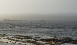 Fisherman in a kelp bed near West Race Rocks