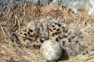 mrjune292012newborngulls