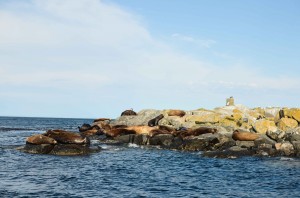 Stellar and California sea lions 