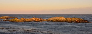 Sea lions at sunset