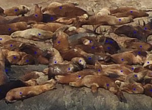 Sea lions on middle rocks counted by uploading a photograph into ImageJ