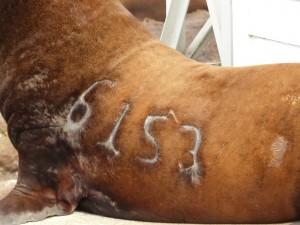 Steller sea lion (Eumetopias jubatus) #6153 will be reported to our contact at NOAA in Washington