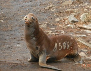 Several branded sealions were on the island today, this one 8586 was easist to determine.