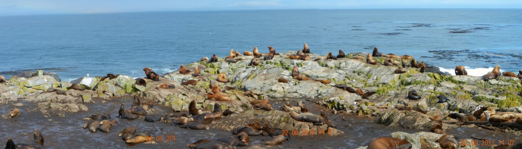 The east shore of Race Rocks with California and Northern Sea lions. 