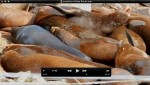 Click for a video of sites and sounds of the sealions