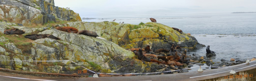 West side of the docks--note electric fence installed to keep the sealions off the docks. 