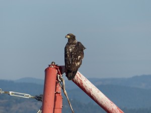 Breakfast eagle