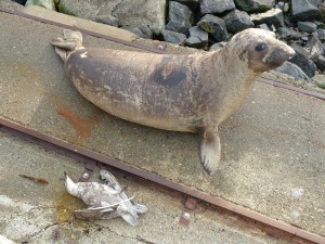 Female elephant seal and a dead gull on the boat ramp.