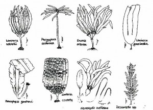 brownalgae