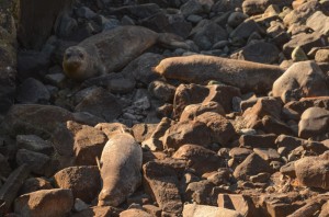 3 moulting females in South bay