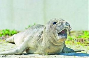 Link:She is tagged with red tags and then released back at the waterfront