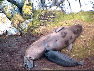 elephant seal pup 2014-01-26 at 10.41.50 AM