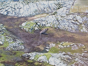 elephant seal pup2014-01-26 at 10.28.40 AM