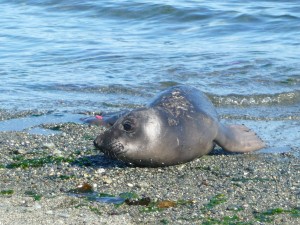 Link: The last we see of Ninene with the red tags is on Taylor Beach. Scars healing on her neck. 