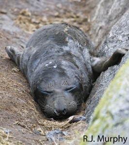 First baby Elephant seal