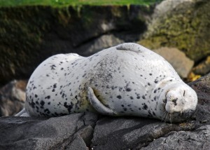 rmharbourseal